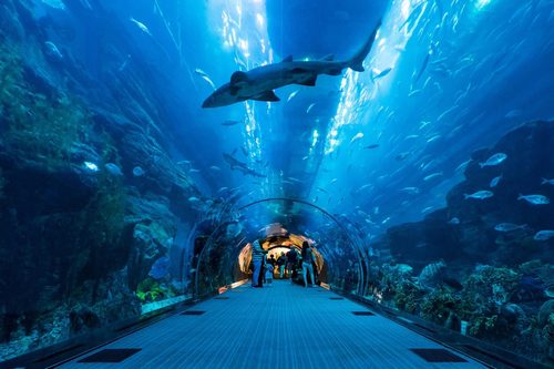Dubai Aquarium und Unterwasserzoo